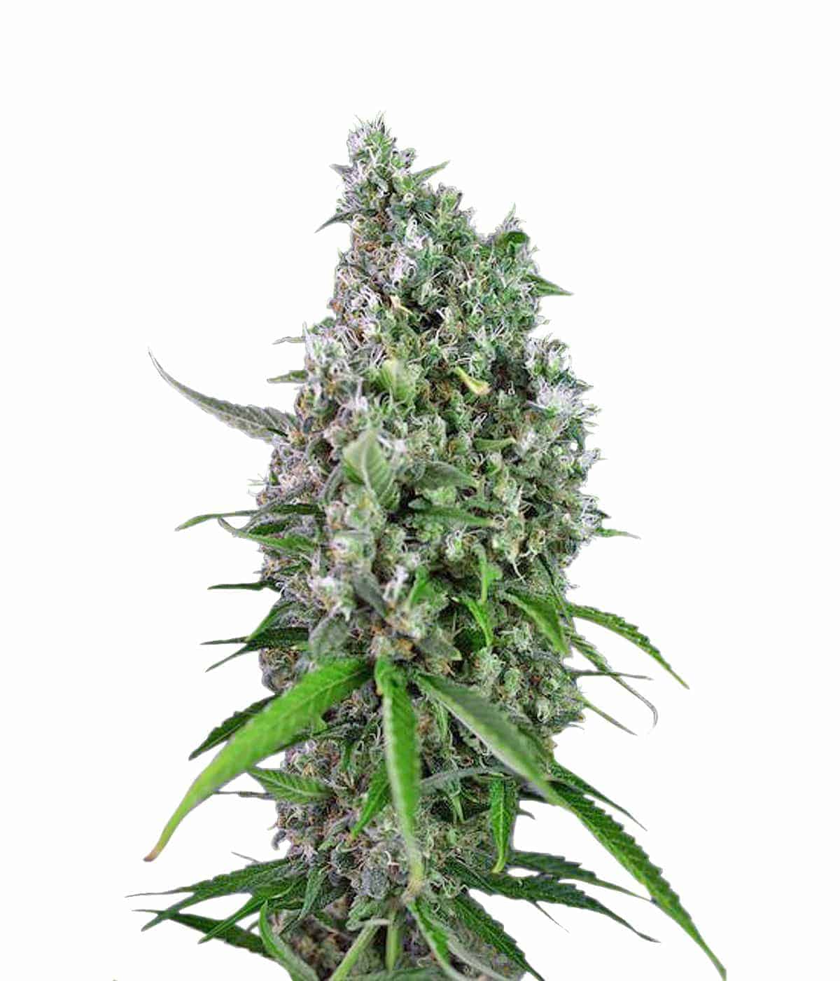 Семена конопли Auto Sweet Trainwreck Автоцветы