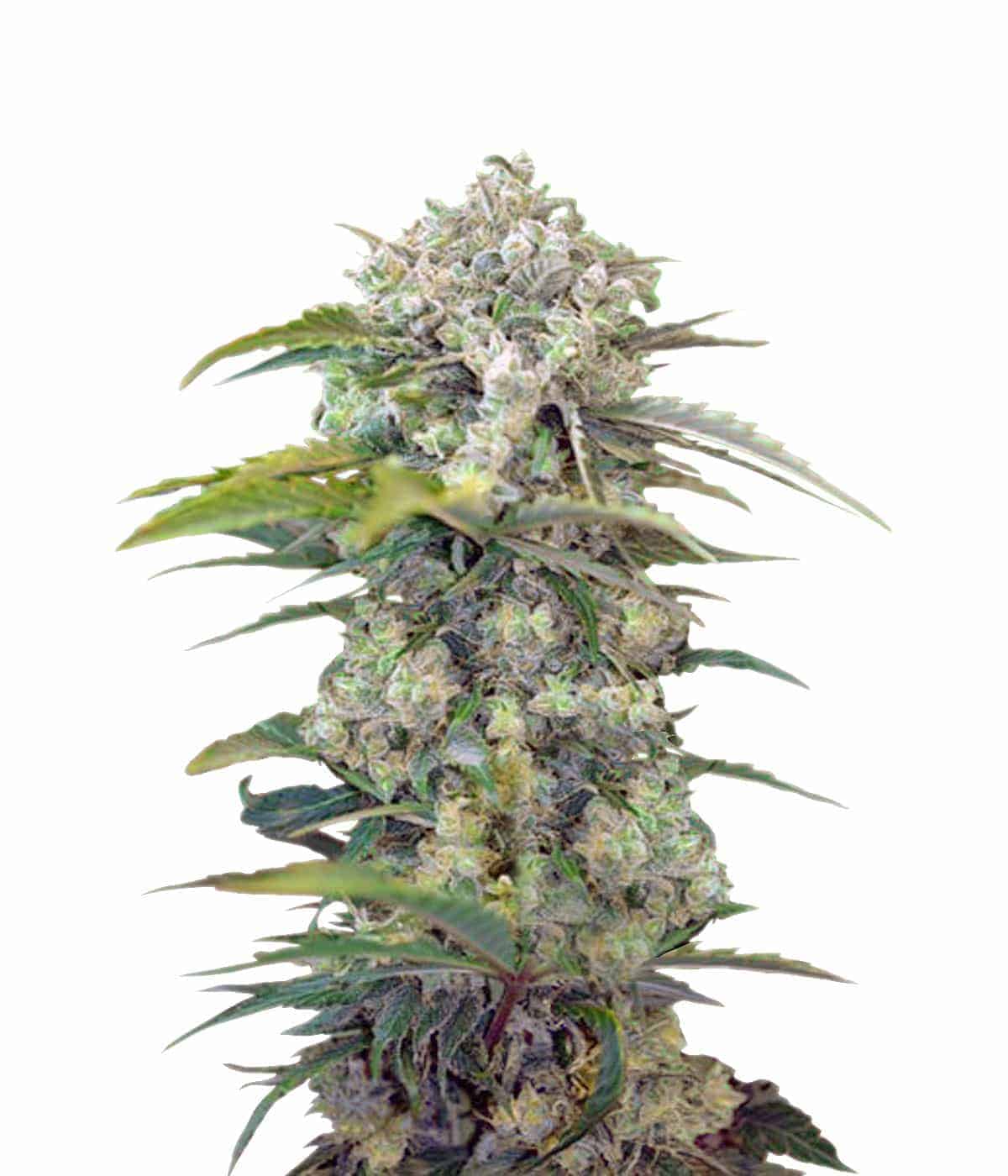 Семена конопли Cream Mandarine Auto Автоцветы