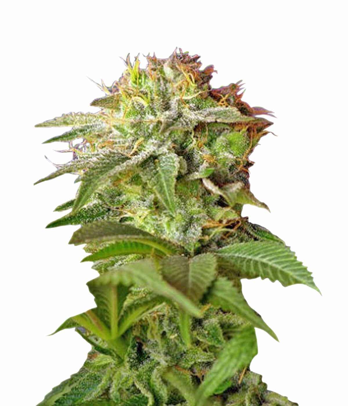 Семена конопли Green Poison Фотопериодные