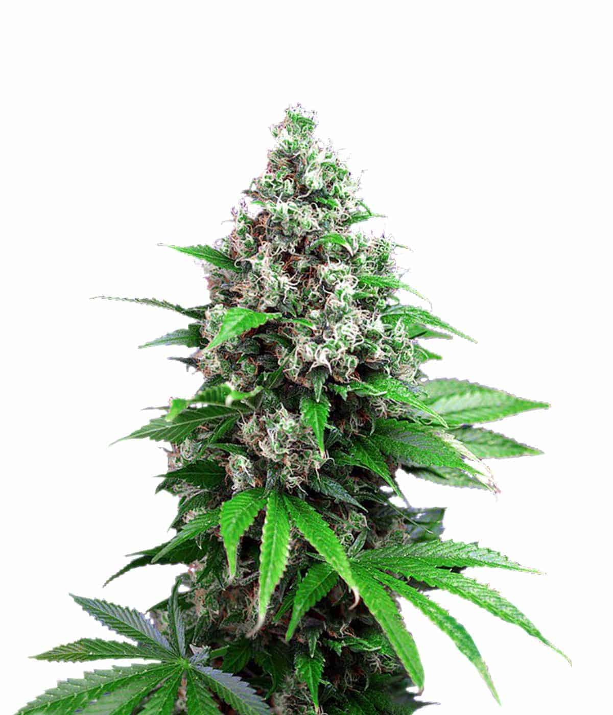 Семена конопли Killer Kush FV Фотопериодные