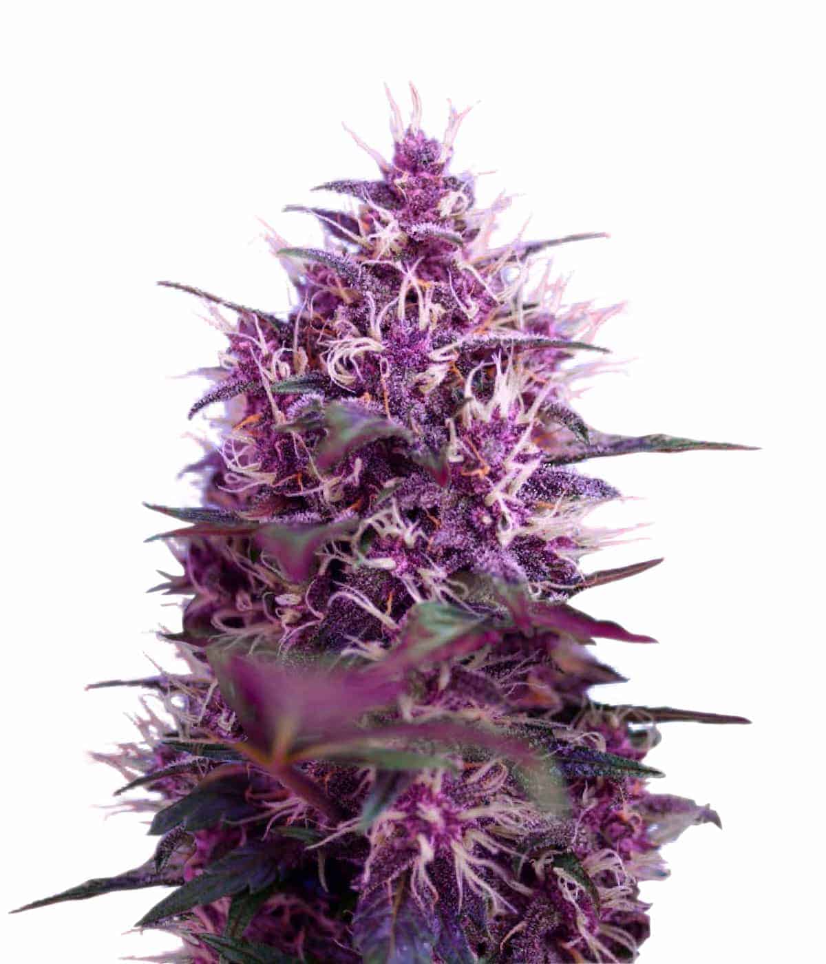 Семена конопли Auto Red Poison Автоцветы