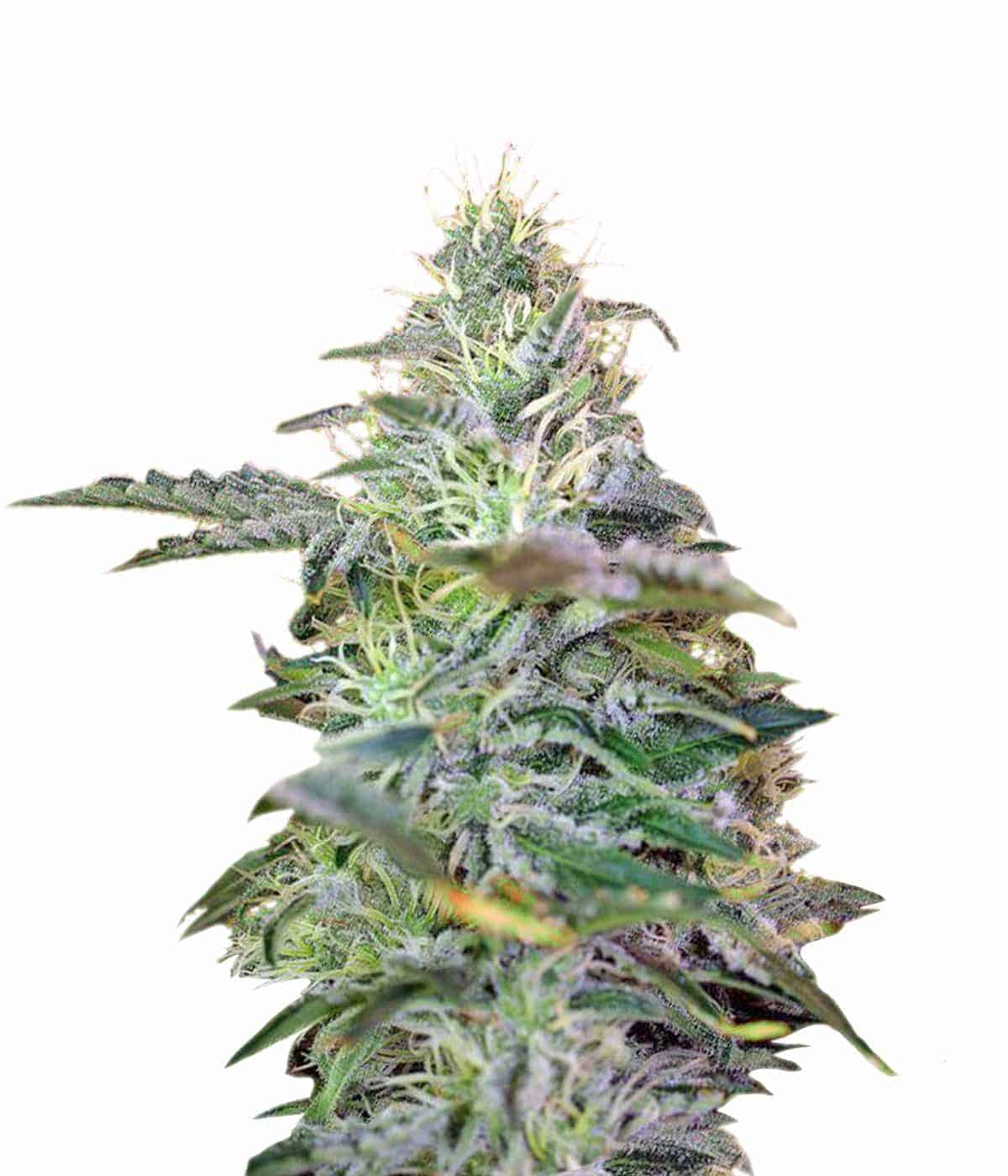 Семена конопли Sweet Cheese Auto Автоцветы