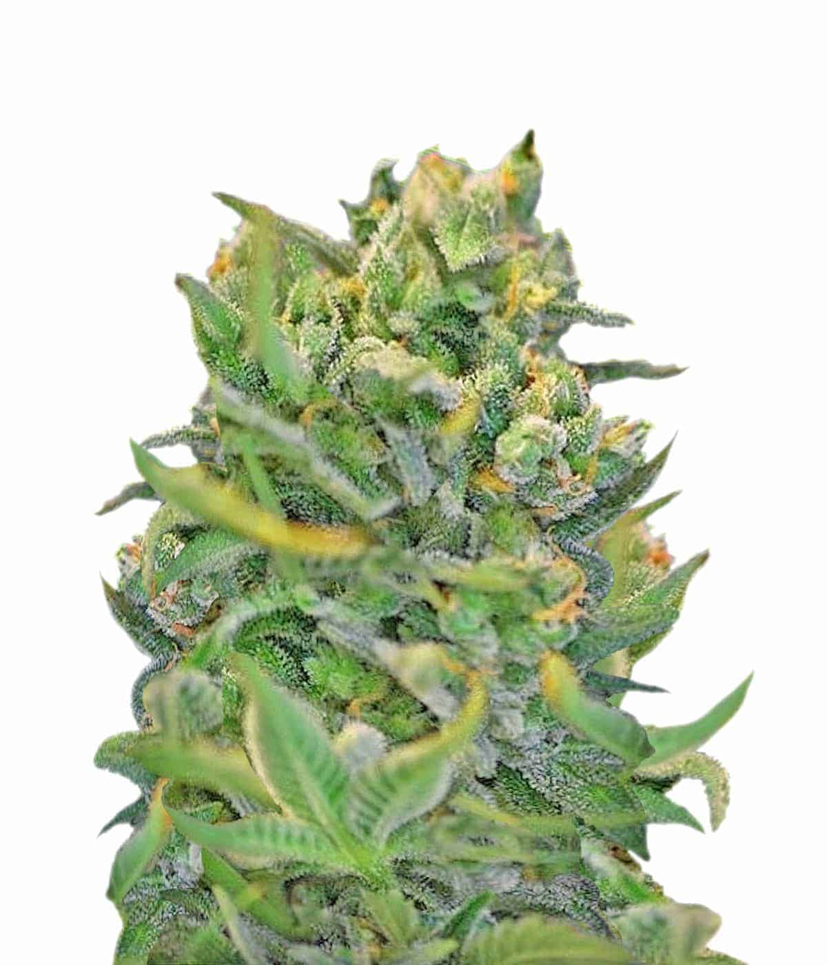 Семена конопли Sweet Cheese Фотопериодные