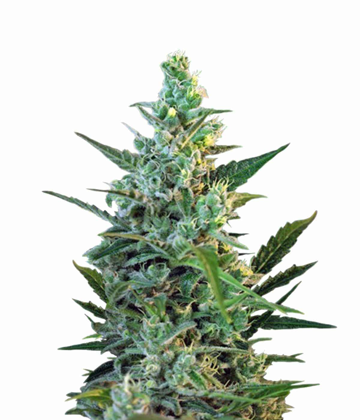 Семена конопли SweetSkunk Auto Автоцветы