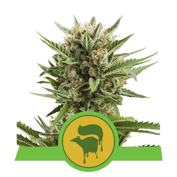 Семена конопли Sweet Skunk Automatic Автоцветы