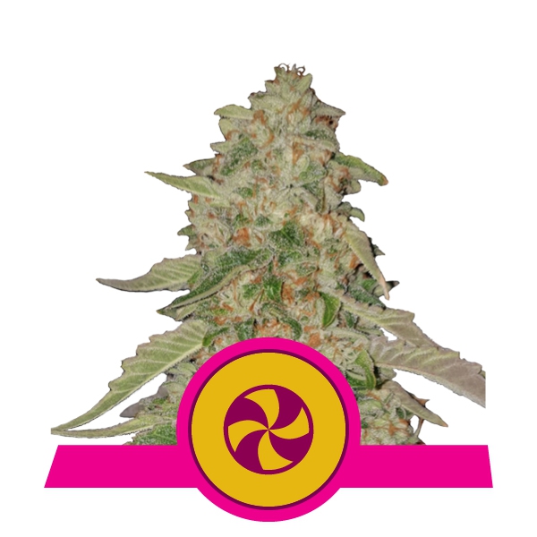 Семена конопли Sweet Zkittlez Фотопериодные
