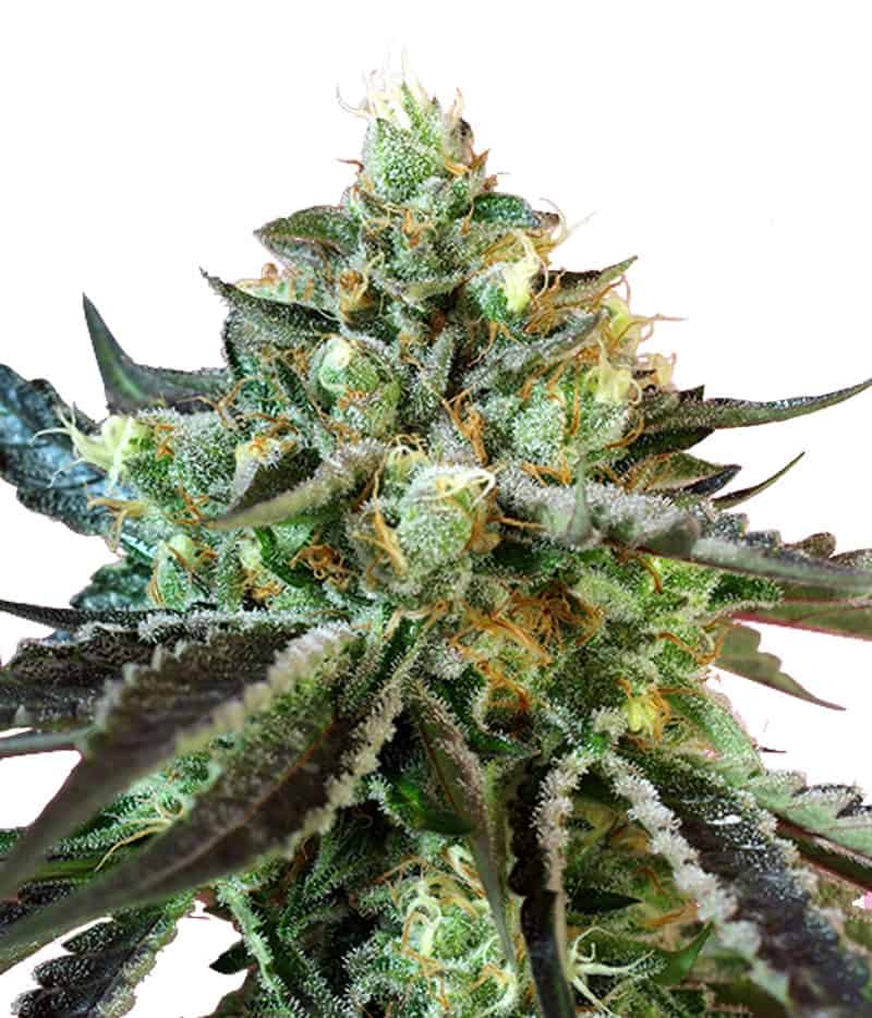 Семена конопли Sweet Nurse Auto CBD Автоцветы