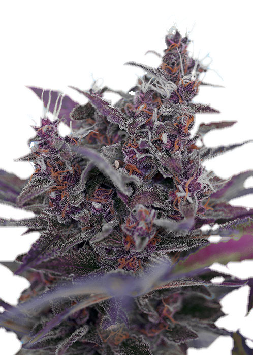 Семена конопли Black Cream Auto Автоцветы