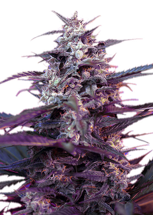 Семена конопли Bloody Skunk Auto Автоцветы