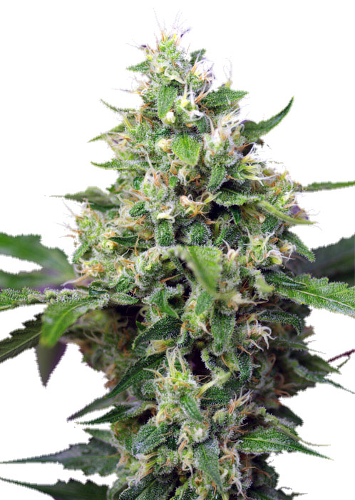 Семена конопли Sweet Amnesia Haze XL Auto Автоцветы