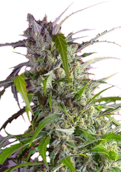 Семена конопли Crystal Candy Auto Автоцветы