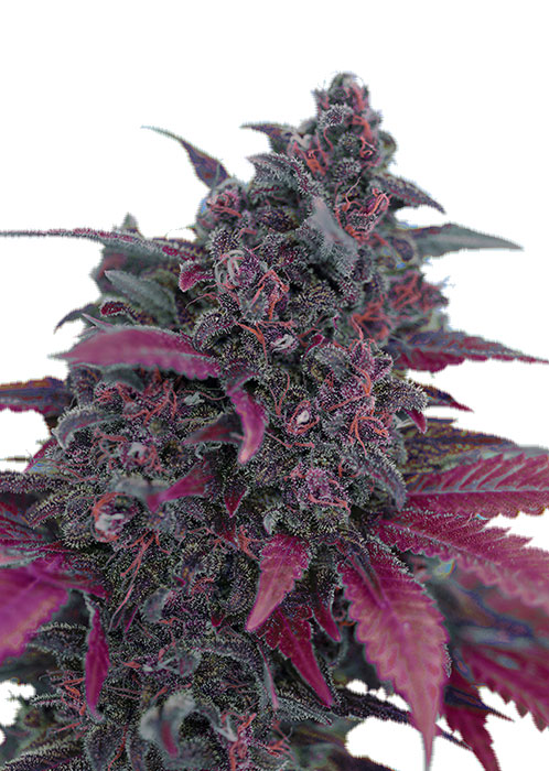 Семена конопли Dark Devil Auto Фотопериодные