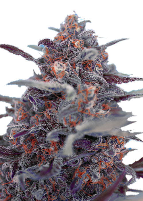Семена конопли Devil Cream Auto Автоцветы
