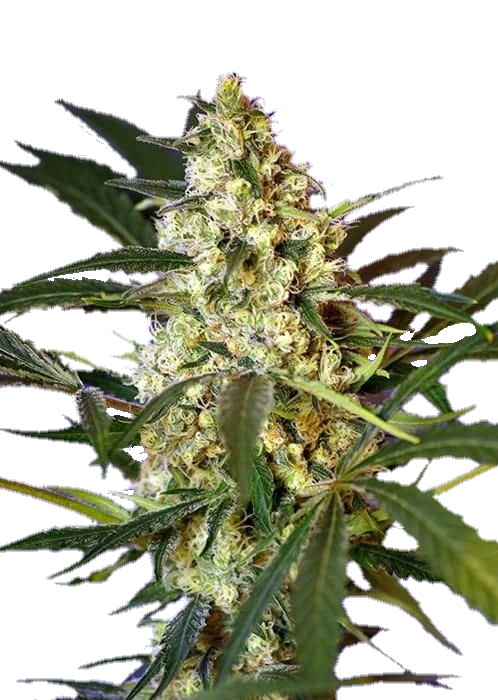 Семена конопли Fast Bud #2 Auto Автоцветы