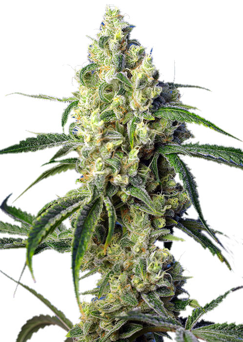 Семена конопли Green Poison CBD Фотопериодные
