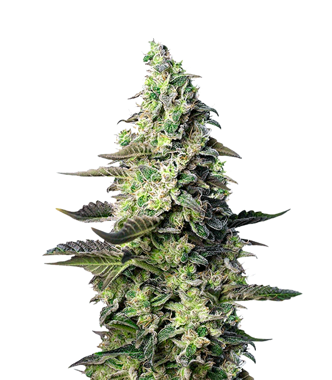 Семена конопли Green Poison XL Auto Автоцветы