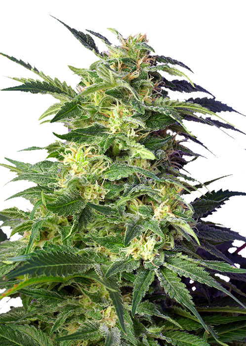 Семена конопли Killer Kush Auto Автоцветы