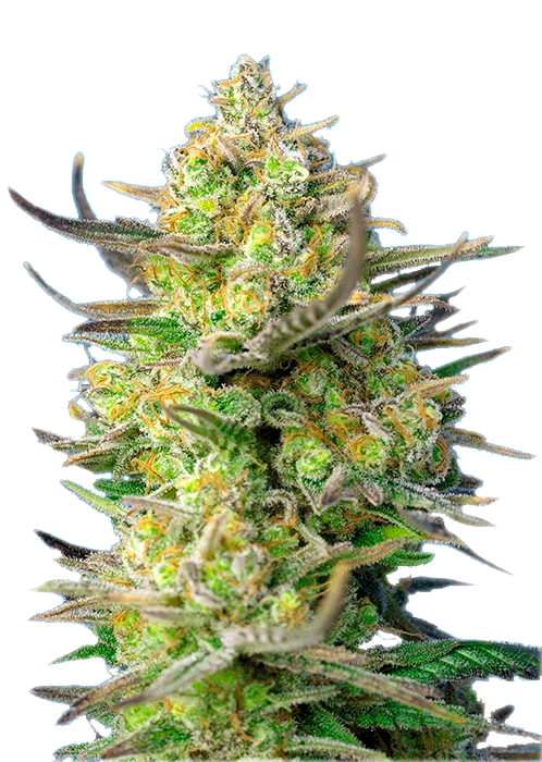 Семена конопли Sweet Cheese XL Auto Автоцветы