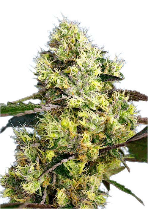 Семена конопли Sweet Gelato Auto Автоцветы