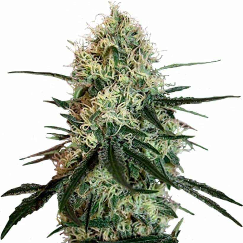 Семена конопли Chronic Thunder Фотопериодные