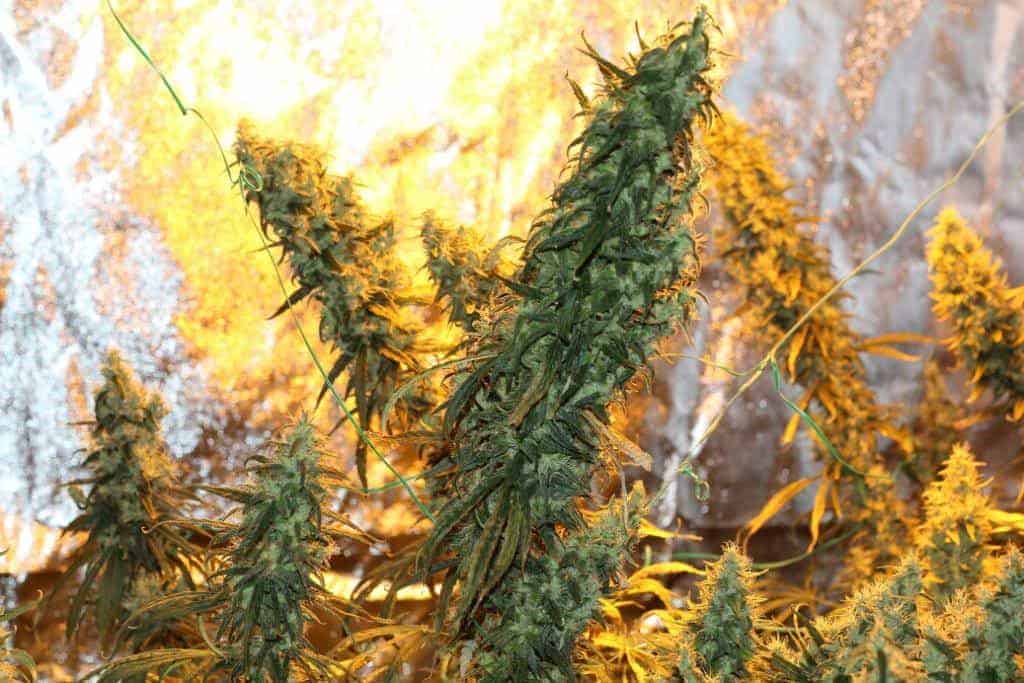 Семена конопли Tangerine Dream - фото 2