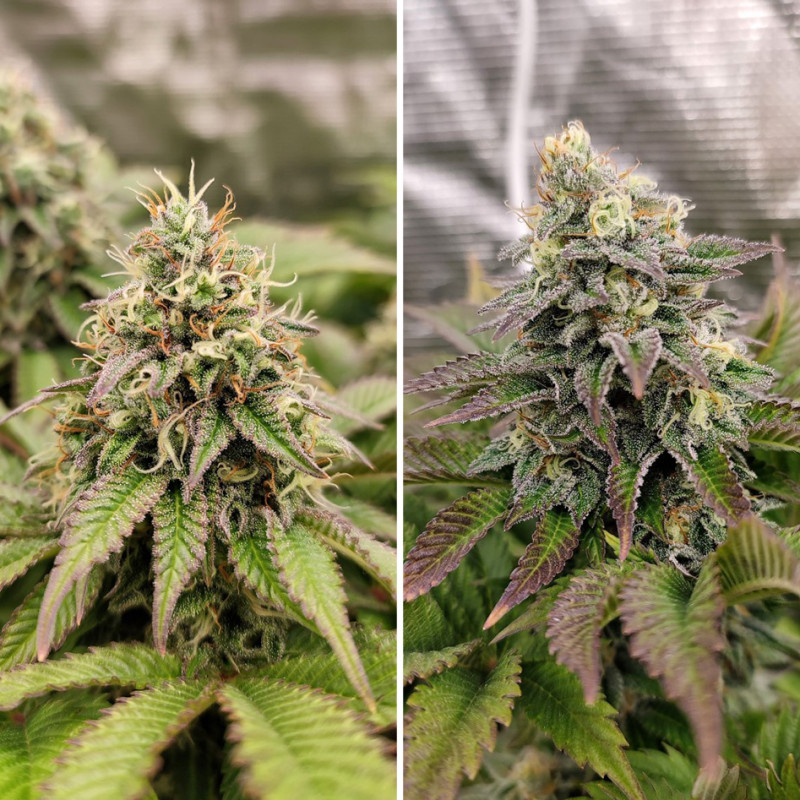 Семена конопли Tropical Tangie - фото 3