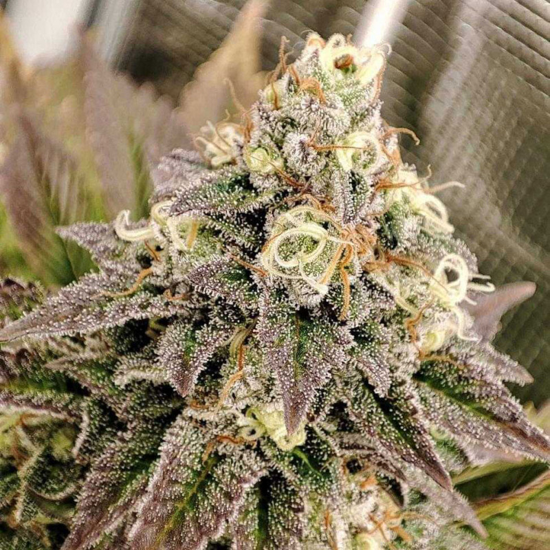Семена конопли Tropical Tangie - фото 4