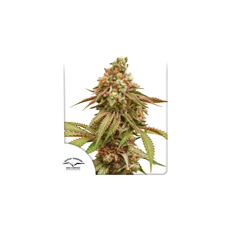 Семена конопли Tropical Tangie Фотопериодные