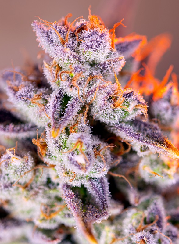 Семена конопли Tropicanna Poison XL Auto Автоцветы