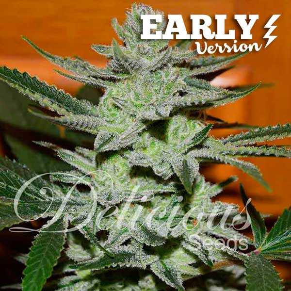 Семена конопли Unknown Kush FV Фотопериодные