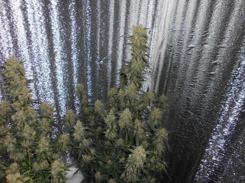 Семена конопли Auto White Widow - фото 2
