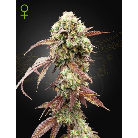 Семена конопли West Coast OG x Gelato Auto 41 Автоцветы