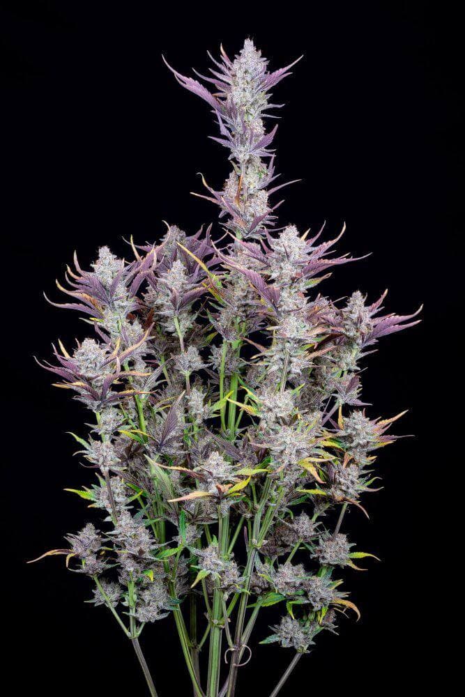 Семена конопли Wedding Glue Auto Автоцветы