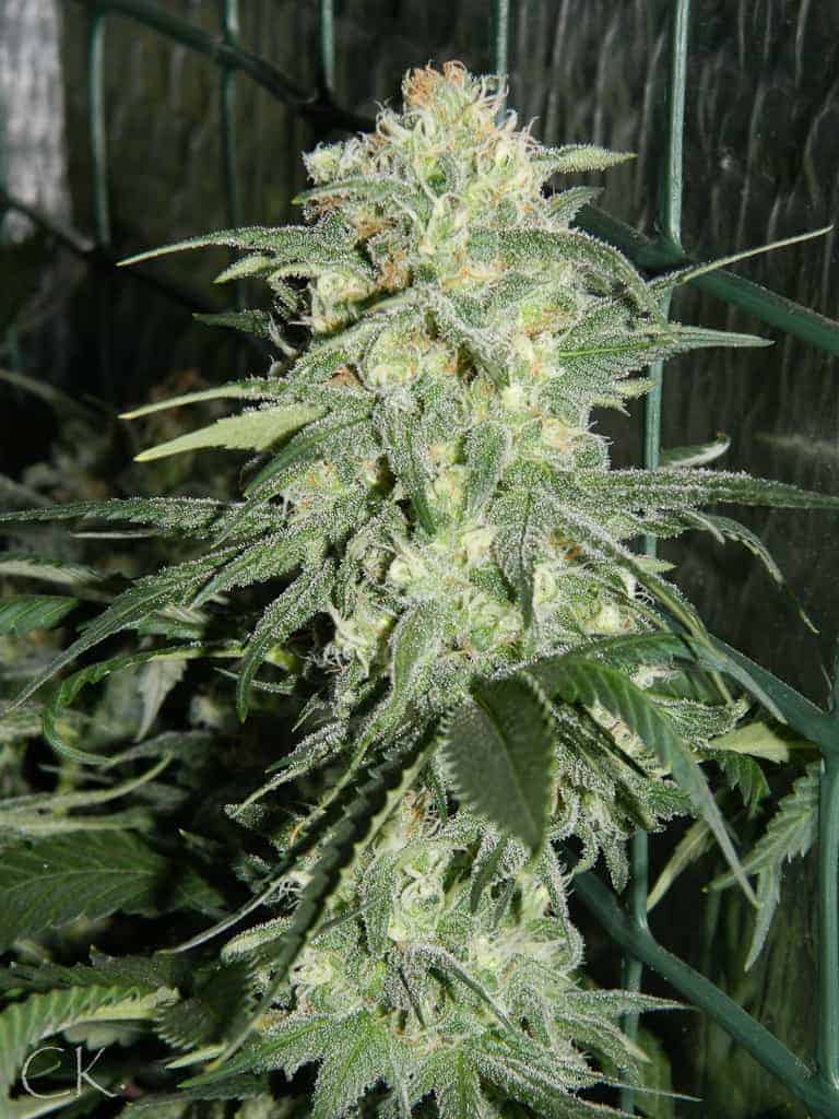 Семена конопли White Widow - фото 2
