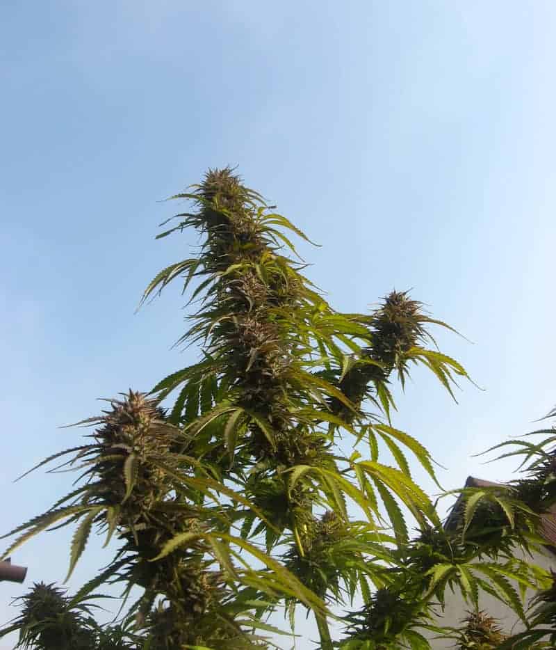 Семена конопли White Widow - фото 4