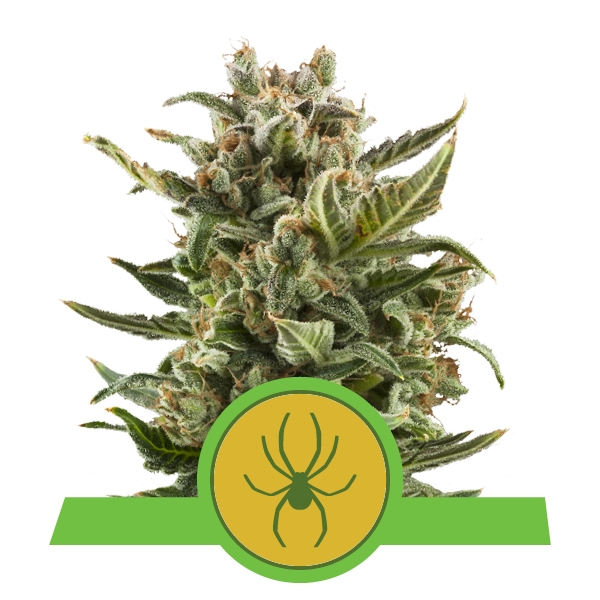 Семена конопли White Widow Automatic Автоцветы