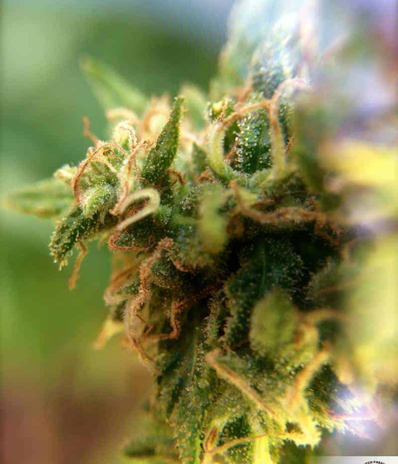 Семена конопли White Widow X Ultimateular - фото 2