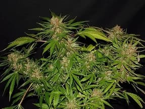 Семена конопли White Widow X Ultimateular - фото 3