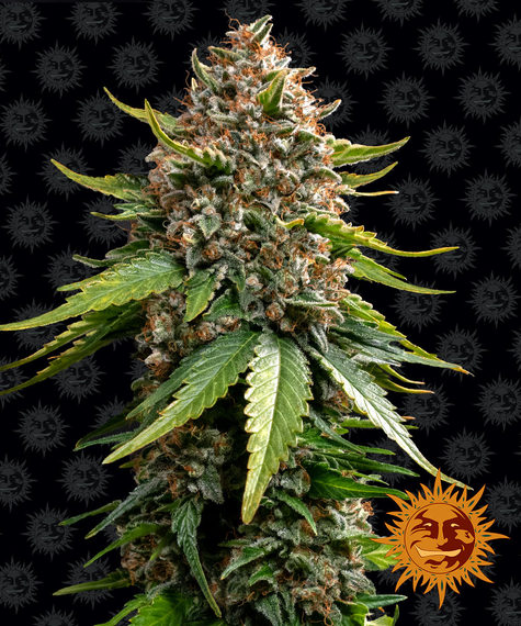 Семена конопли White Widow Auto XXL Автоцветы