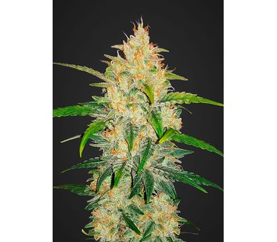 Семена конопли Zkittlez Auto Автоцветы