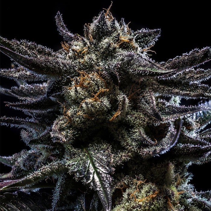 Семена конопли Zombie Kush Auto Фотопериодные