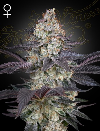 Green House Seeds Ztrawberry фотопериодные семена конопли